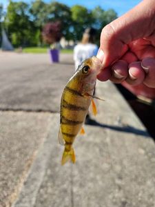 European Perch