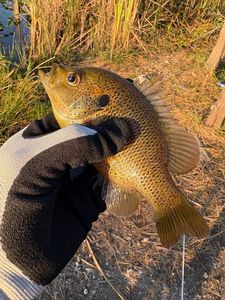 Bluegill