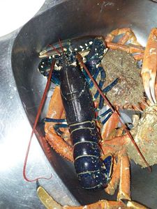 European Lobster