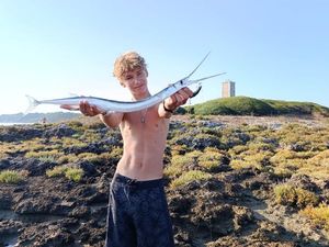 Garfish