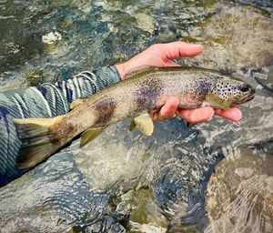 Brown Trout