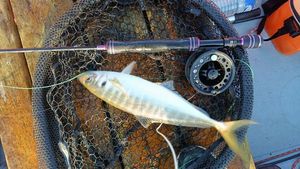 European Bass (Seabass)