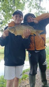 Common Carp