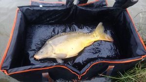 Mirror Carp