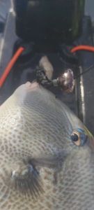 Triggerfish