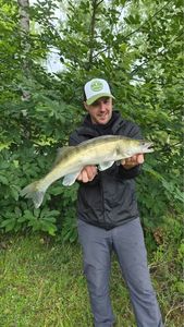 Zander