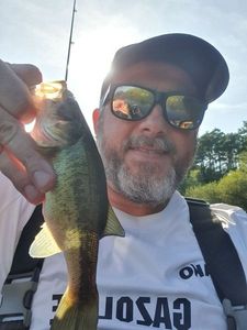 Largemouth Bass