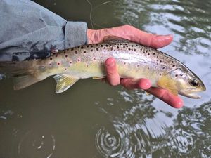 Brown Trout