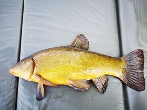 Tench