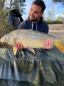 Mirror Carp