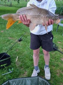 Common Carp