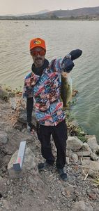 Largemouth Bass