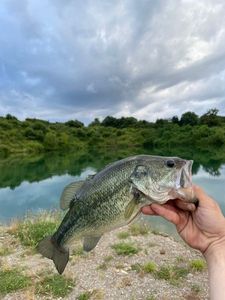 Largemouth Bass