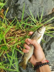 Brown Trout