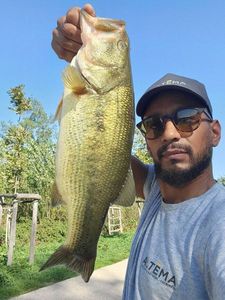 Largemouth Bass