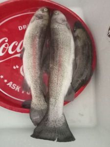 Rainbow Trout