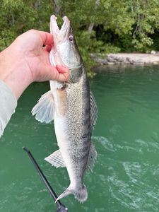Zander