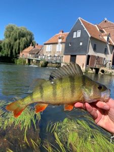 European Perch