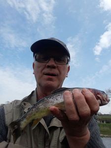 Rainbow Trout