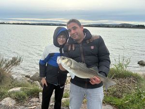European Bass (Seabass)