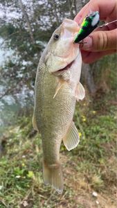 Largemouth Bass