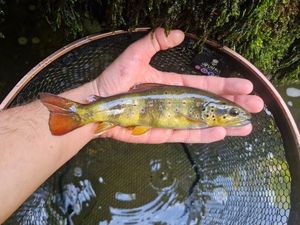 Brown Trout