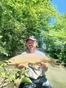 Brown Trout
