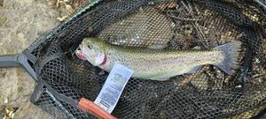 Rainbow Trout