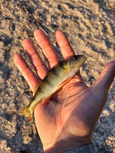 European Perch