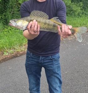 Zander