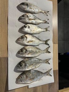 Gilthead Seabream