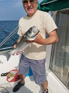 European Bass (Seabass)