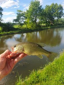 Largemouth Bass