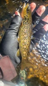 Brown Trout