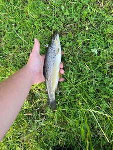 Brown Trout