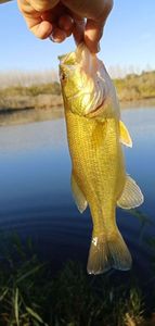 Largemouth Bass