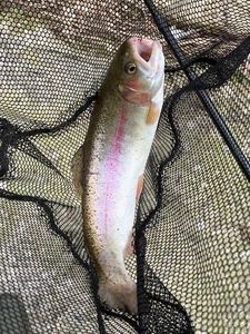 Rainbow Trout