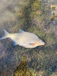 Common Bream