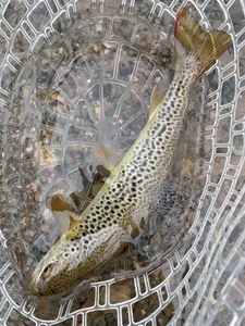 Brown Trout