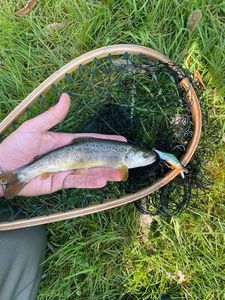 Brown Trout