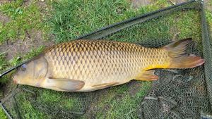 Common Carp