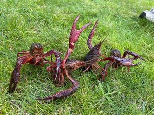 Spinycheek Crayfish