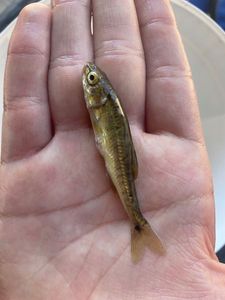 Common Minnow