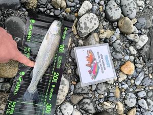 Rainbow Trout
