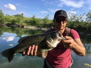 Largemouth Bass