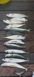 Mackerel