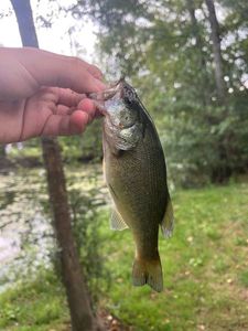 Largemouth Bass