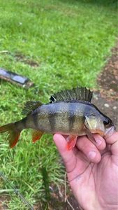 European Perch