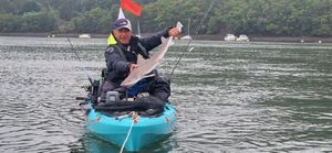 Common Smooth-hound