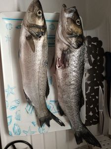 European Bass (Seabass)